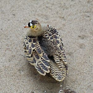Four-Banded Sandgrouse