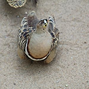Four-Banded Sandgrouse