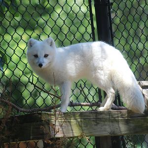 Arctic Fox