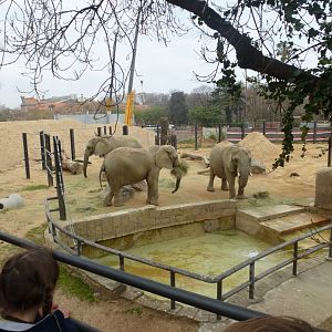 African bush elephant-Zoo Barcelona (2015)