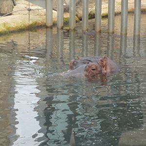 Common hippopotamus-Zoo Barcelona (2015)