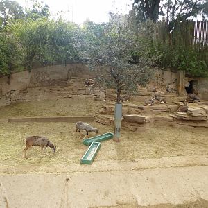 Euroepan mouflon exhibit-Zoo Barcelona (2015)