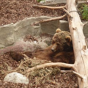 European brown bear-Zoo Barcelona (2015)