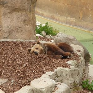 European brown bear-Zoo Barcelona (2015)