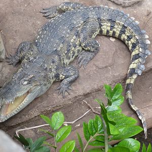 Siamese crocodile-Zoo Barcelona (2015)