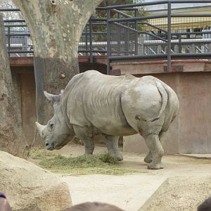 Southern white rhinoceros-Zoo Barcelona (2015)