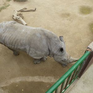 Southern white rhinoceros-Zoo Barcelona (2015)