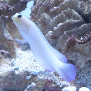 Opistognathus aurifrons