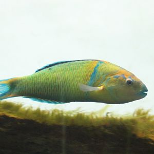 Thalassoma pavo