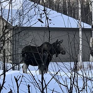 Moose - Front Yard - Alaska