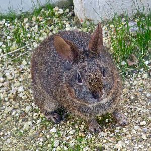 Volcano Rabbit (Romerolagus diazi)