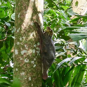 Sunda Colugo (Galeopterus variegatus)