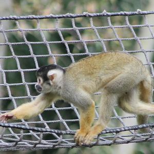 Squirrel monkey