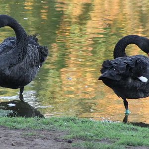 Black swans