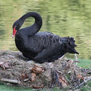 Black swan at the nest