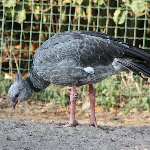 Crested screamer