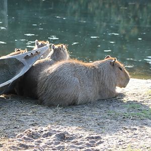 Capybara's