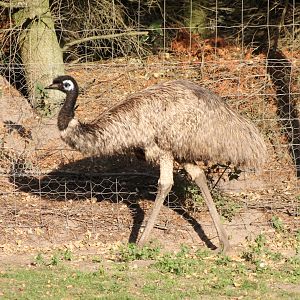 Emu