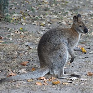 Red-necked wallaby