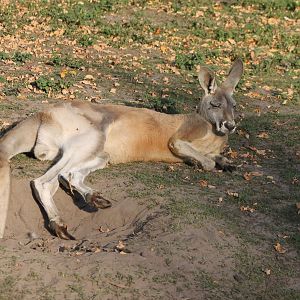 Red kangaroo
