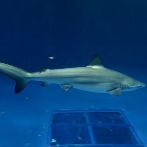 Copper Shark (Carcharhinus brachyurus)
