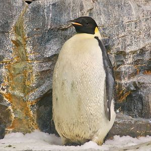 Emperor Penguin (Aptenodytes forsteri)