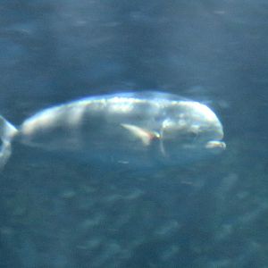 Mahi-mahi (Coryphaena hippurus)