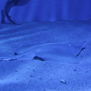 Acutenose Skate (Dipturus tengu)