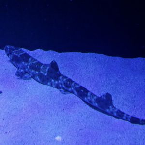 Graceful Catshark (Proscyllium habereri)
