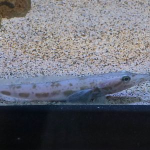 Ploughfish (Gymnodraco acuticeps)