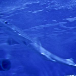 Japanese Spurdog (Squalus japonicus)