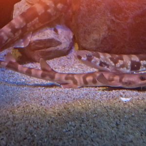 Cirrhoscyllium japonicum