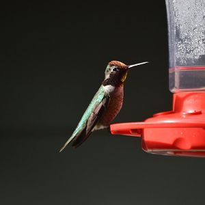 Hummingbird ID (adult male Calypte anna?)