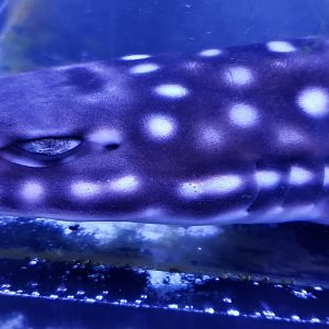 Coral Cat Shark closeup