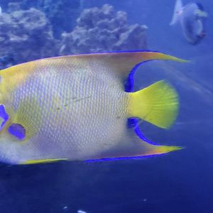 Queen Angelfish