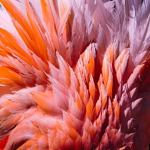 Pink Plumage