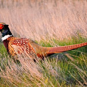 After 2 years of chasing....