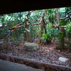 Leopard Trail - Binturong and Masked Palm Civet exhibit
