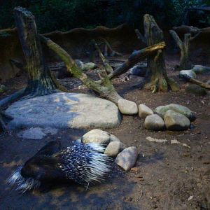 Leopard Trail - Indian Crested Porcupine exhibit