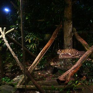 Leopard Trail - Clouded Leopard exhibit