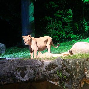 Leopard Trail - Asiatic Lions