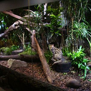 Leopard Trail - Leopard Cat exhibit