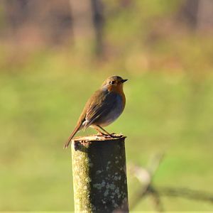 Robin in the winter sun