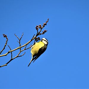 Blue tit feeding