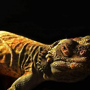 Wedge the Chuckwalla