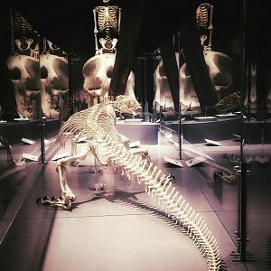 Hall of Bones (Dinosaur exhibit 2019?)