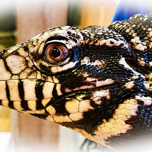 Chase the Tegu