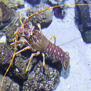 European Spiny Lobster (Palinurus elephas)