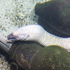 Moray eels