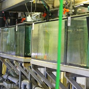 Breeding and raising aquariums